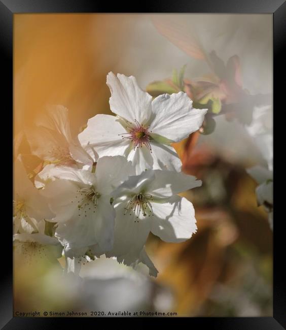Sunlit blossom Framed Print by Simon Johnson