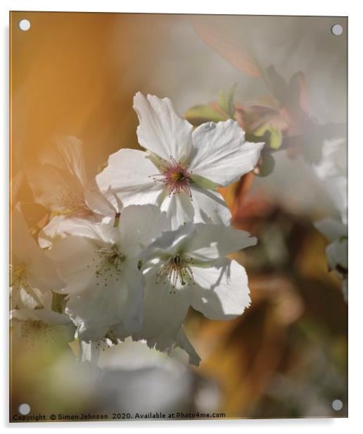 Sunlit blossom Acrylic by Simon Johnson
