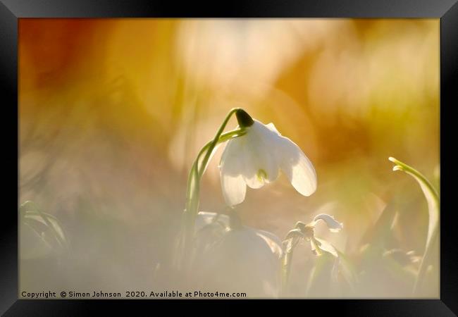 Snowdropo Close up Framed Print by Simon Johnson