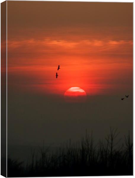 Birds at sunset Canvas Print by Simon Johnson