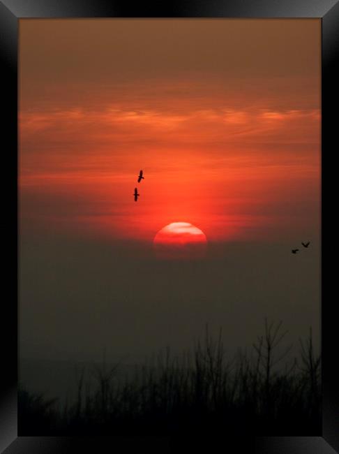 Birds at sunset Framed Print by Simon Johnson