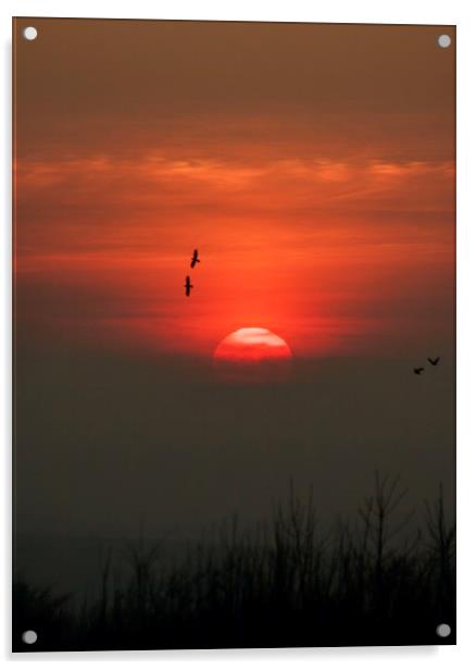 Birds at sunset Acrylic by Simon Johnson