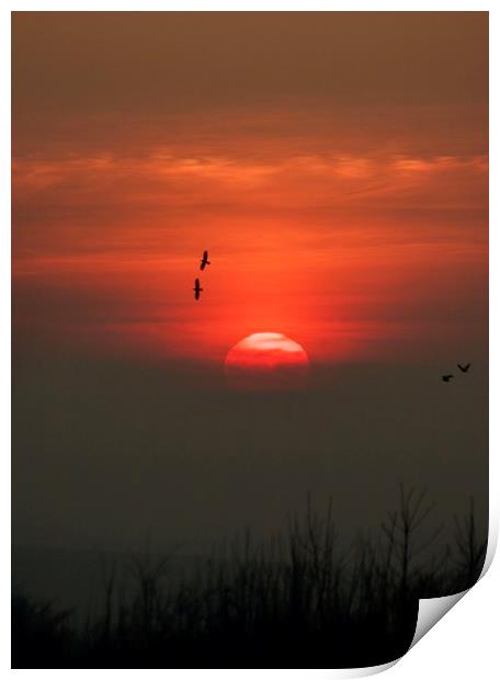Birds at sunset Print by Simon Johnson