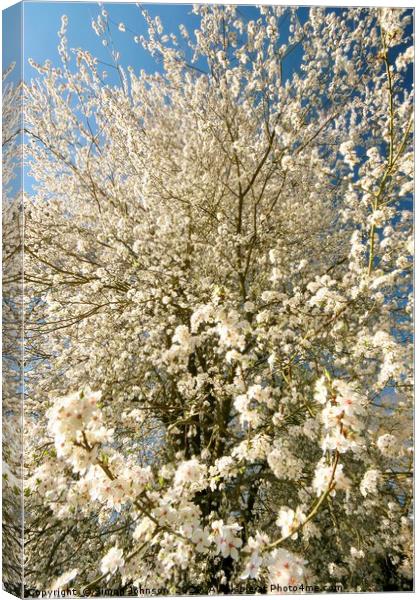 Sunlit  spring Blossom  Canvas Print by Simon Johnson