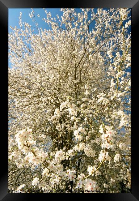 Sunlit  spring Blossom  Framed Print by Simon Johnson
