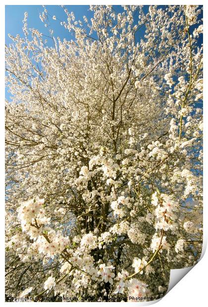 Sunlit  spring Blossom  Print by Simon Johnson