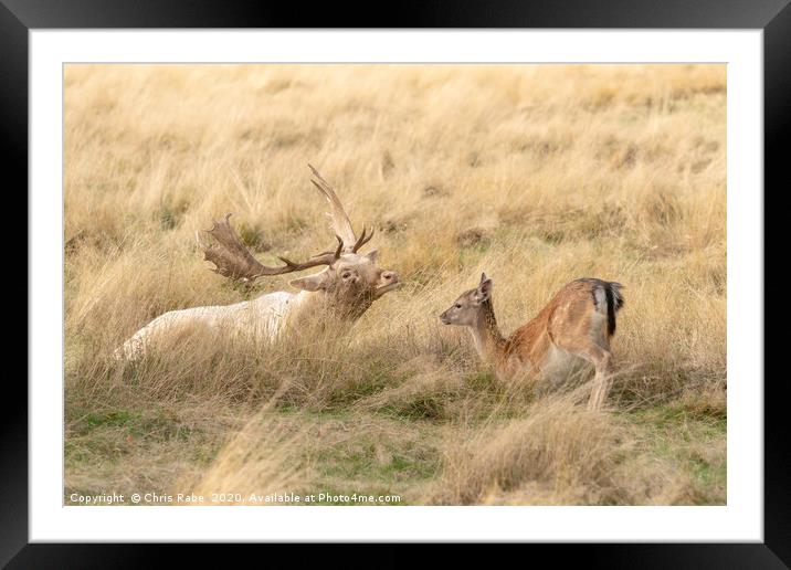 Fallow Deer stag and fawn having a moment Framed Mounted Print by Chris Rabe