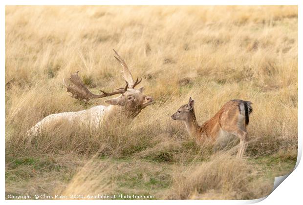 Fallow Deer stag and fawn having a moment Print by Chris Rabe