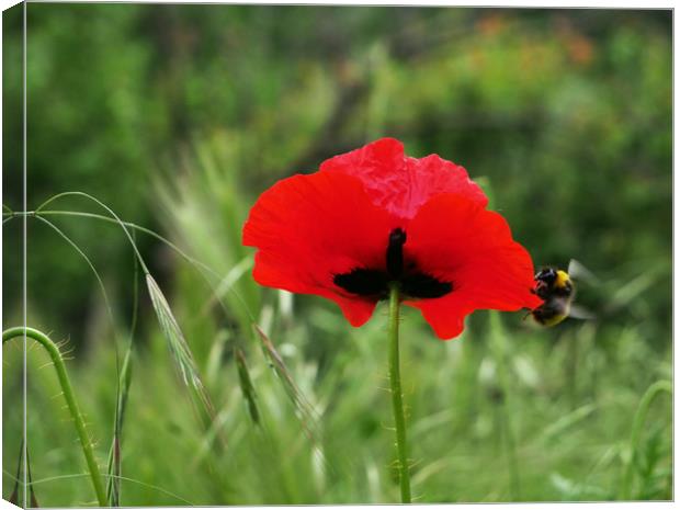 Bee on poppy Canvas Print by Martin Smith