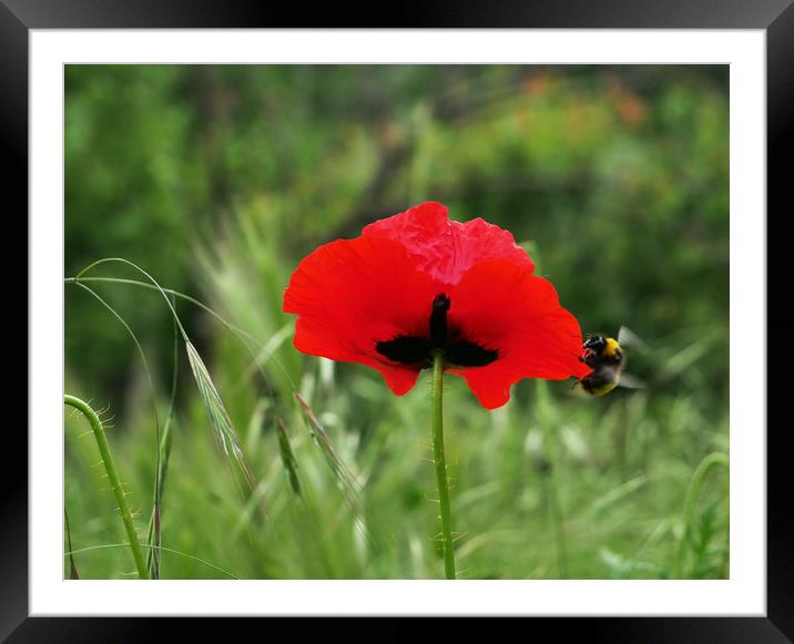 Bee on poppy Framed Mounted Print by Martin Smith