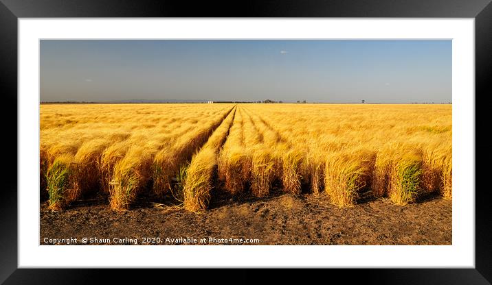 Wheat Fields On The Darling Downs Framed Mounted Print by Shaun Carling