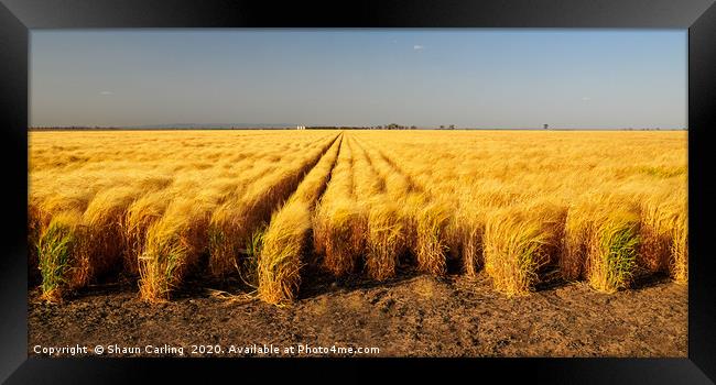 Wheat Fields On The Darling Downs Framed Print by Shaun Carling