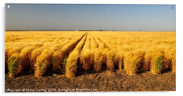 Wheat Fields On The Darling Downs Acrylic by Shaun Carling