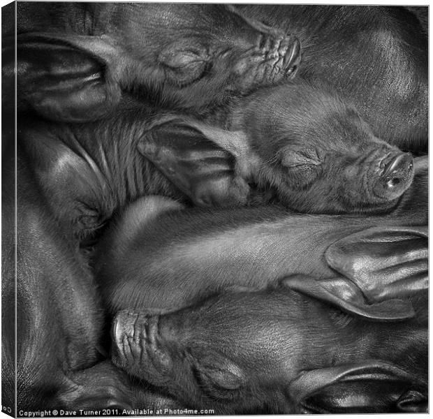 Black or Devon Piglets Canvas Print by Dave Turner