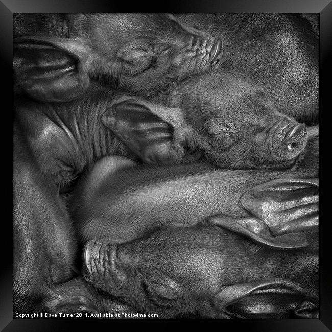Black or Devon Piglets Framed Print by Dave Turner