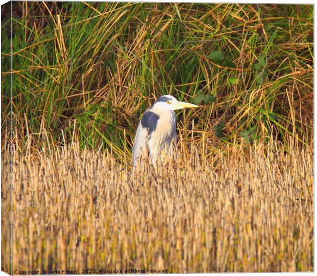 Heron in the Reeds Canvas Print by Jane Emery
