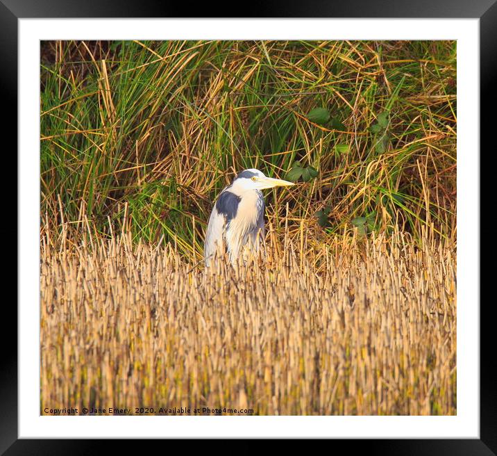 Heron in the Reeds Framed Mounted Print by Jane Emery