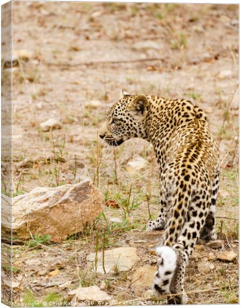 African Leopard coming out at dawn Canvas Print by Chris Rabe