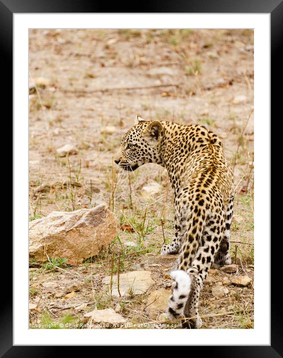 African Leopard coming out at dawn Framed Mounted Print by Chris Rabe