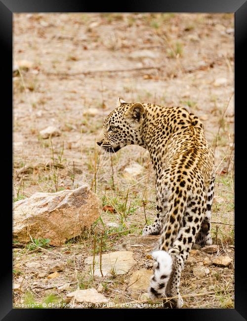 African Leopard coming out at dawn Framed Print by Chris Rabe