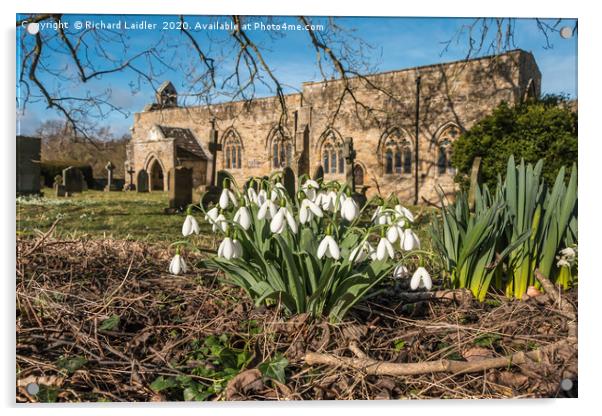 Snowdrops in St Marys Churchyard Wycliffe Teesdale Acrylic by Richard Laidler