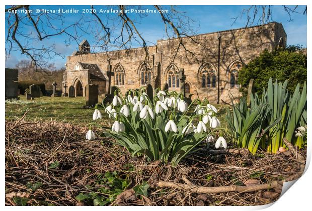 Snowdrops in St Marys Churchyard Wycliffe Teesdale Print by Richard Laidler