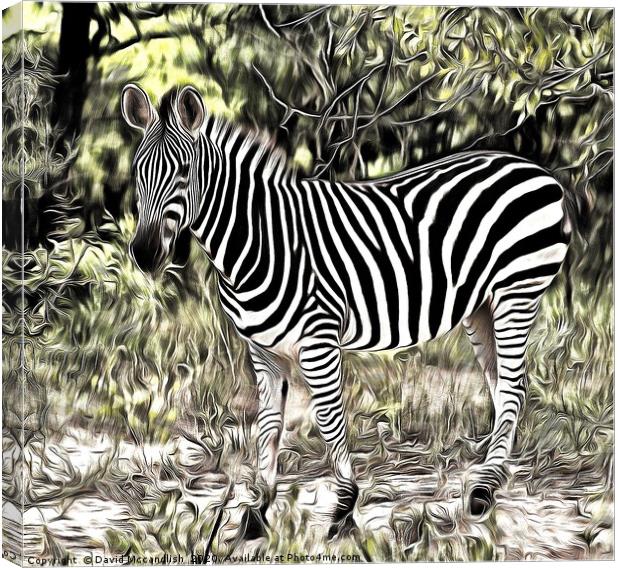 Zebra Foal Canvas Print by David Mccandlish