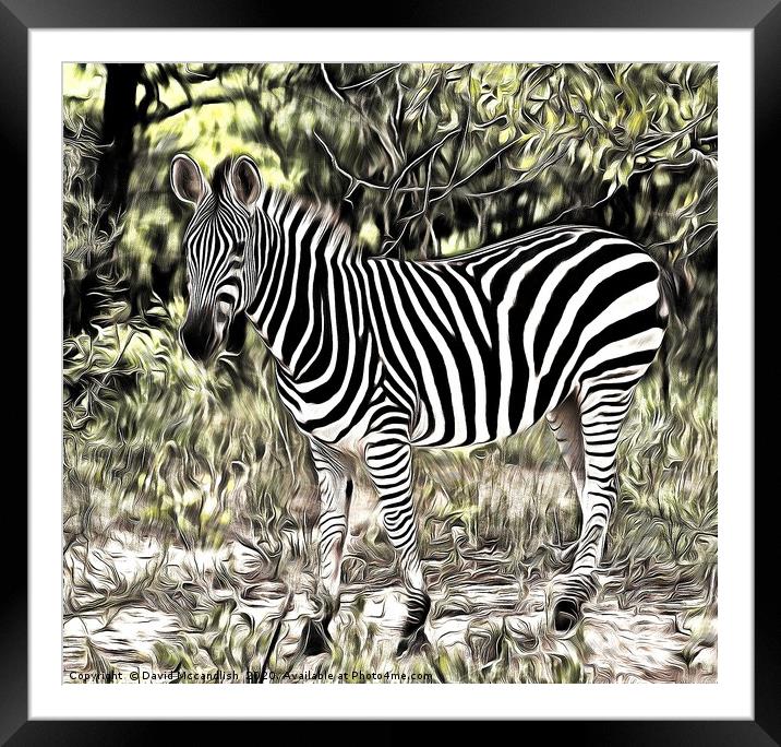 Zebra Foal Framed Mounted Print by David Mccandlish