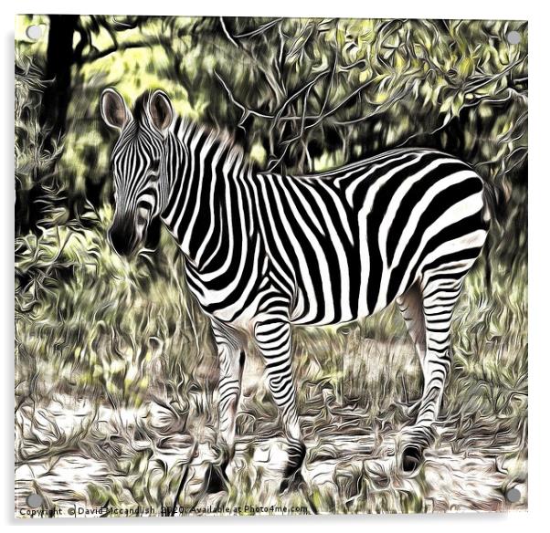 Zebra Foal Acrylic by David Mccandlish