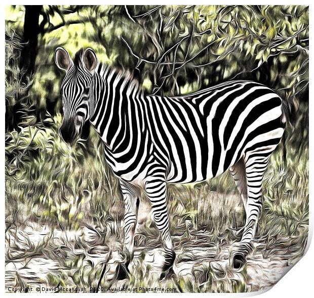 Zebra Foal Print by David Mccandlish