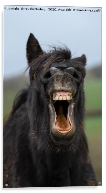 Horse Showing His Teeth Acrylic by rawshutterbug 