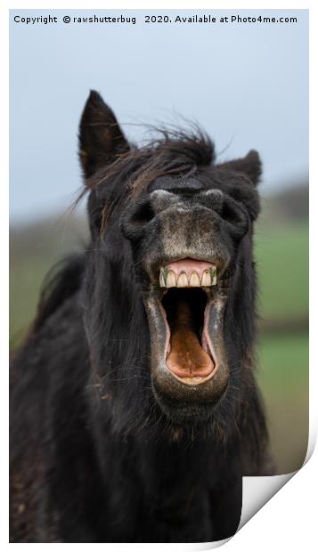 Horse Showing His Teeth Print by rawshutterbug 