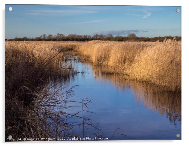 Wetlands at Far Ings Acrylic by Angela Cottingham