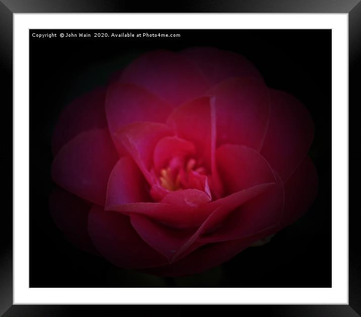 Pink Camellia Framed Mounted Print by John Wain