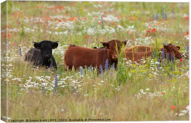 Pretty dexter cows in a flower meadow Norfolk Canvas Print by Simon Bratt LRPS