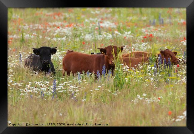 Pretty dexter cows in a flower meadow Norfolk Framed Print by Simon Bratt LRPS