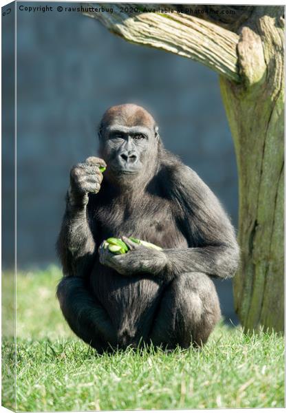 Gorilla Lope Snack Time Canvas Print by rawshutterbug 