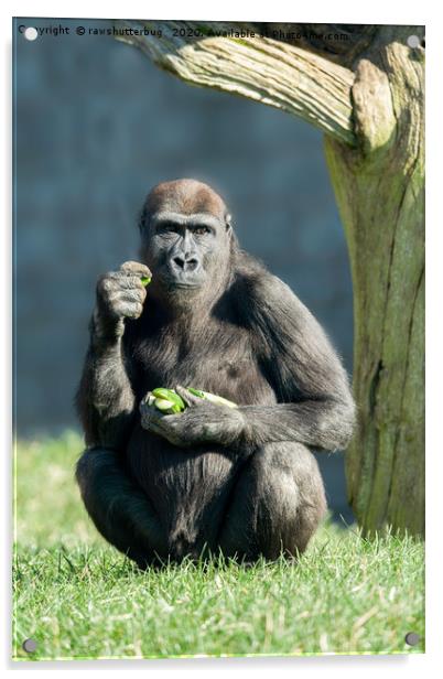 Gorilla Lope Snack Time Acrylic by rawshutterbug 