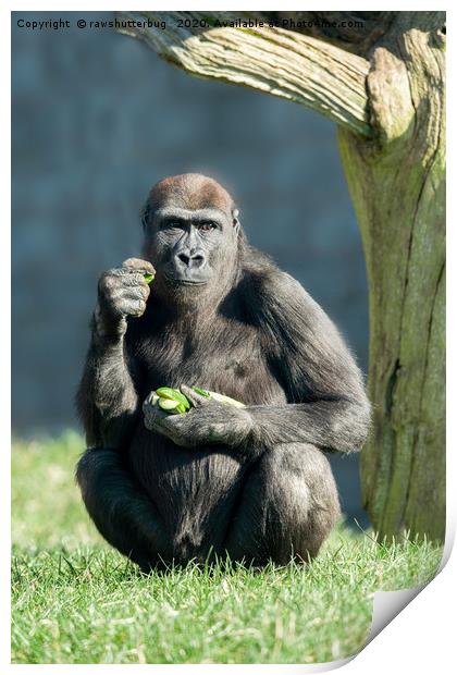 Gorilla Lope Snack Time Print by rawshutterbug 