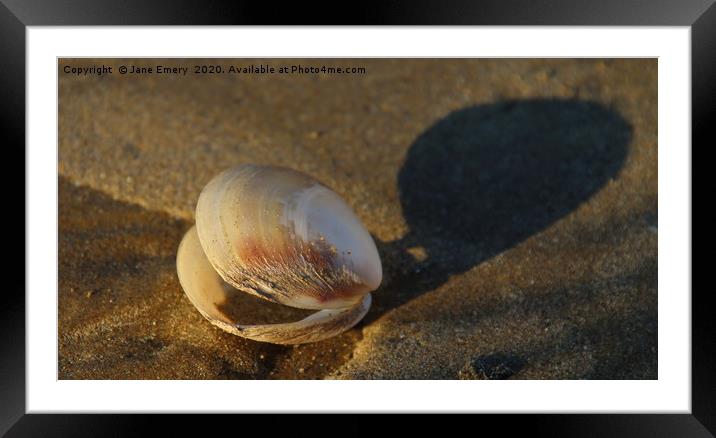 Sea Shell on the Sea Shore Framed Mounted Print by Jane Emery