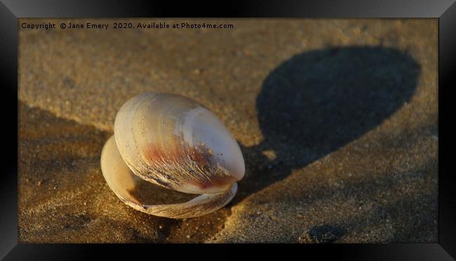 Sea Shell on the Sea Shore Framed Print by Jane Emery