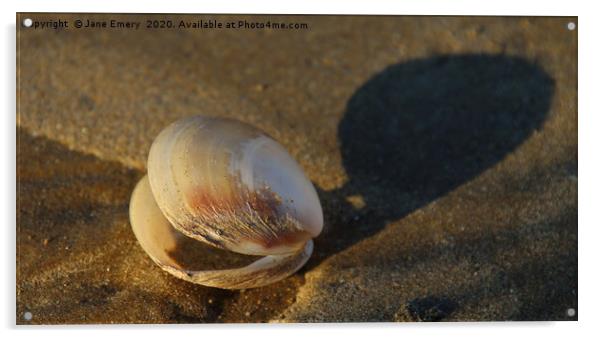 Sea Shell on the Sea Shore Acrylic by Jane Emery