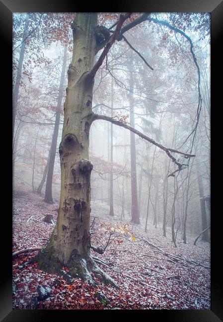 Memory Of The Trees. Winter Framed Print by Jenny Rainbow