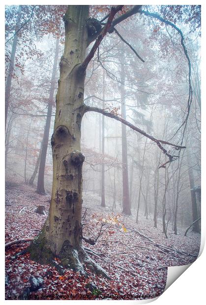 Memory Of The Trees. Winter Print by Jenny Rainbow