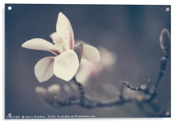 Zen Magnolia Flower Boho Style Acrylic by Jenny Rainbow