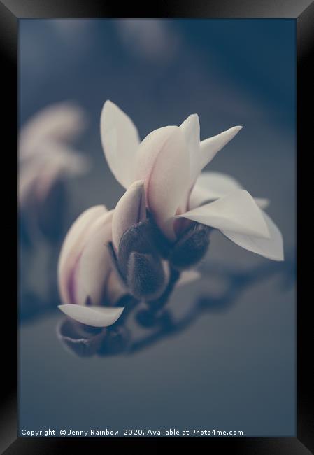 Zen Magnolia Opening Buds Boho Style Framed Print by Jenny Rainbow