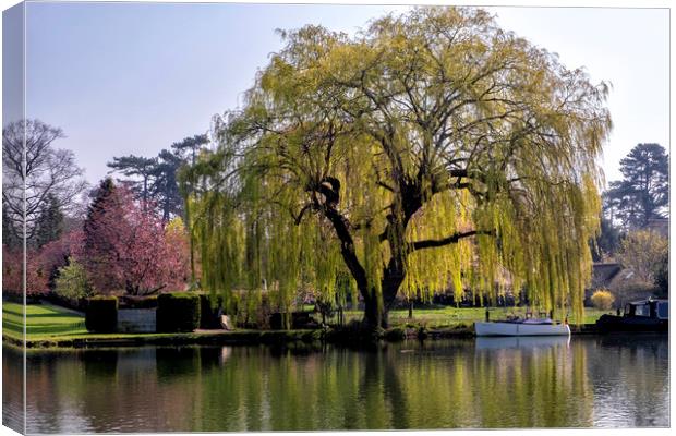 Weeping willow on the Thames Canvas Print by Tony Bates