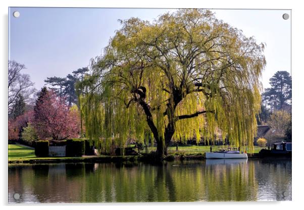 Weeping willow on the Thames Acrylic by Tony Bates