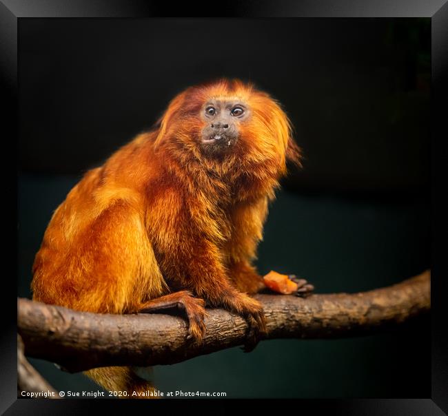 Golden Lion Tamarin Monkey Framed Print by Sue Knight