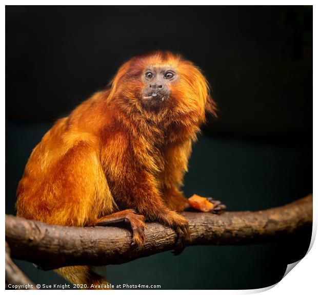 Golden Lion Tamarin Monkey Print by Sue Knight